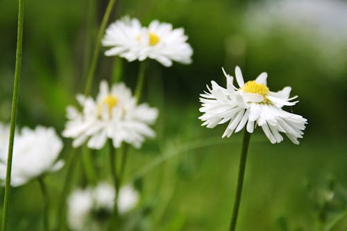 Ingyenes stockfotó chamomiles, elmosódott háttér, fehér virágok témában