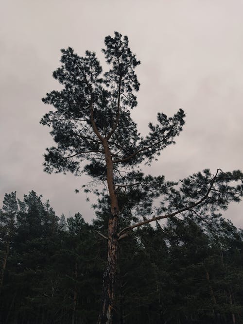 A Tall Baltic Pine Tree in the Forest