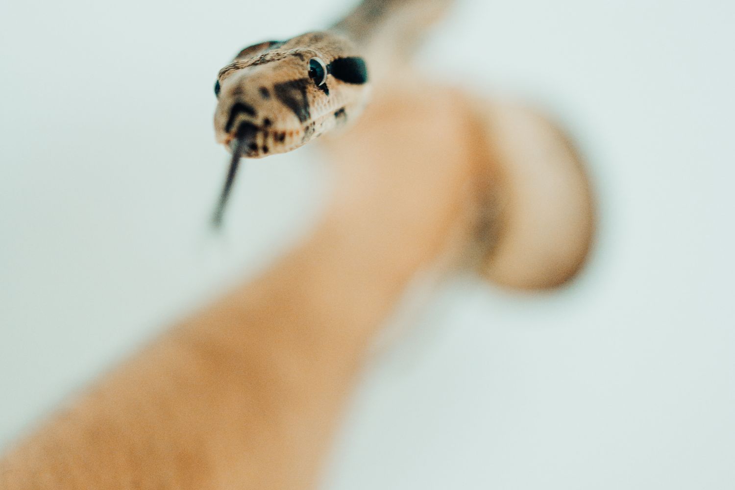 Derpy Snake Background Snake Background Photos, Download The BEST Free Snake Background Stock ...