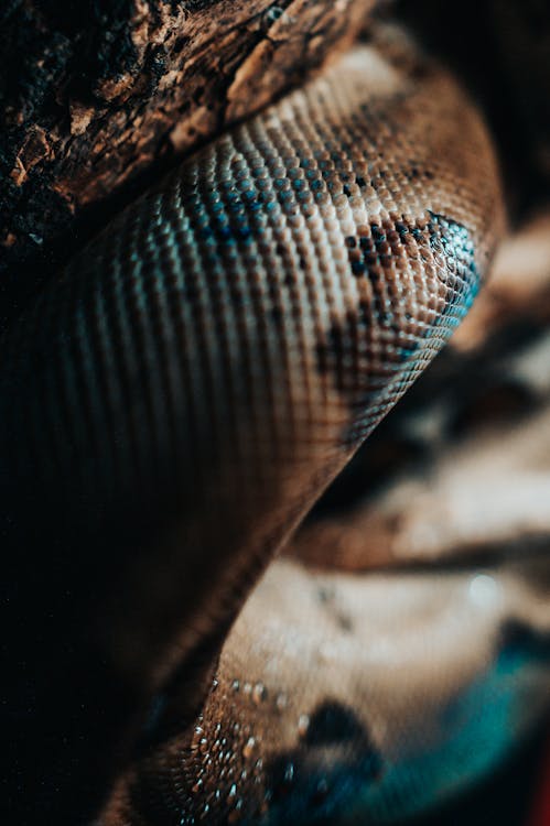 Free A Close-Up Shot of Snake Skin Stock Photo