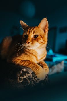 一只虎斑猫静静地躺在室内，舒适地沐浴在温暖的傍晚光线中