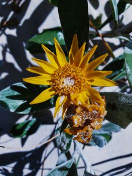 特写镜头中，一朵充满活力的黄色仙人掌花被周围的绿叶环绕