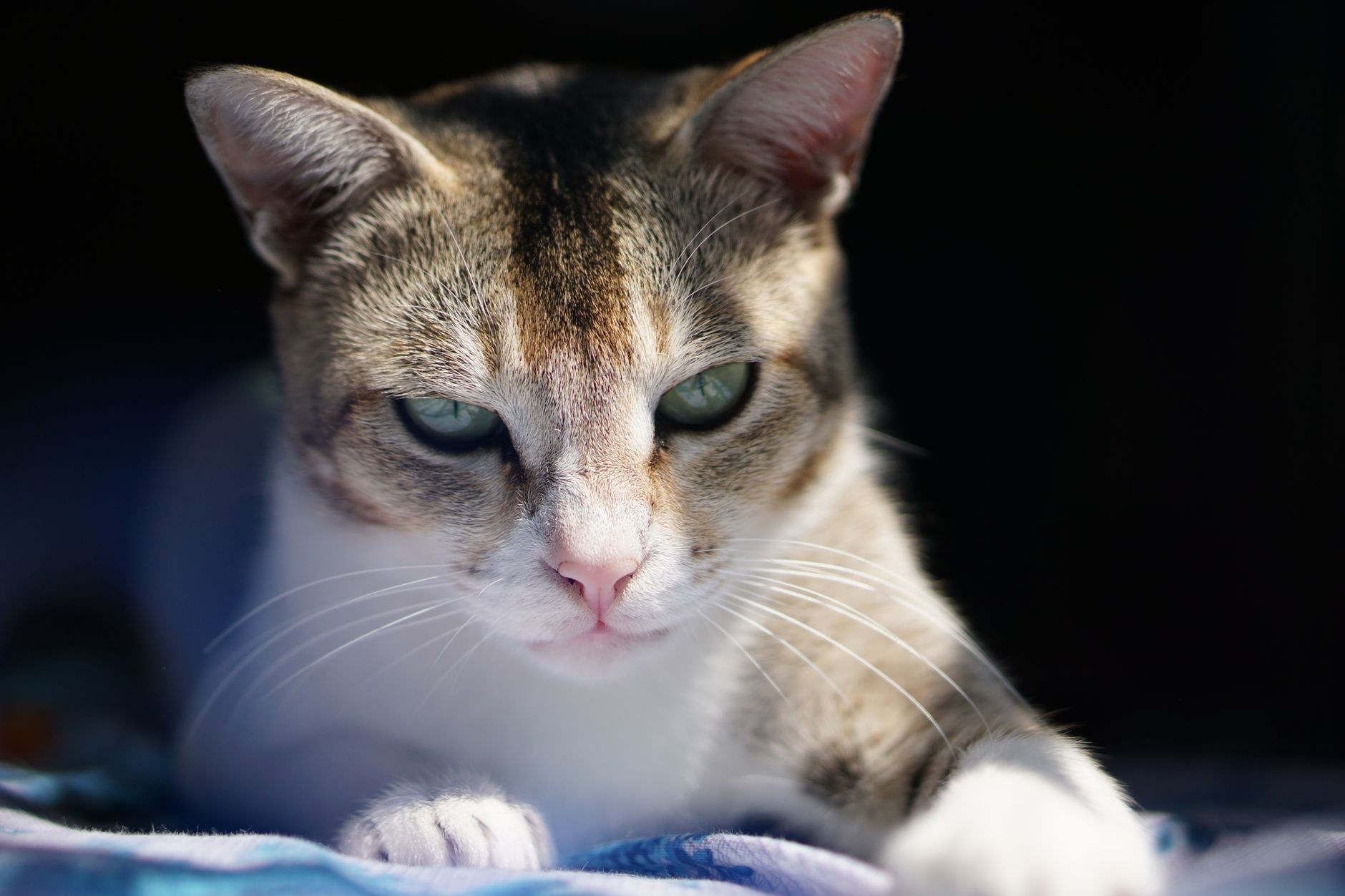 Portrait of a cat at a veterinary clinic