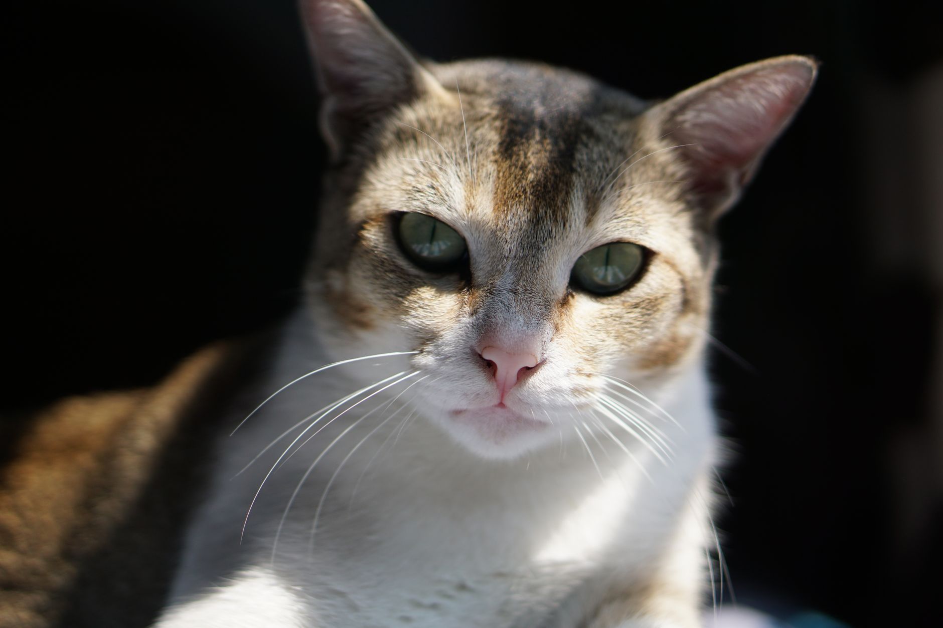 Veterinarian examining a cat during a checkup