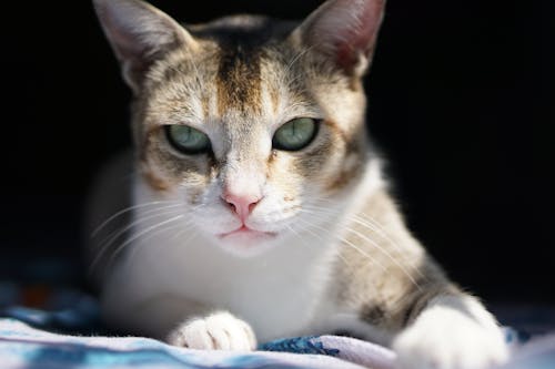 Close-Up Shot of a Tabby Cat