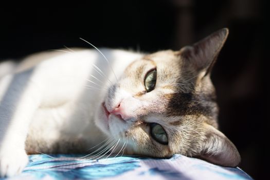 一只安详的虎斑猫躺在阳光下，露出可爱的胡须和一双鲜艳的绿眼睛