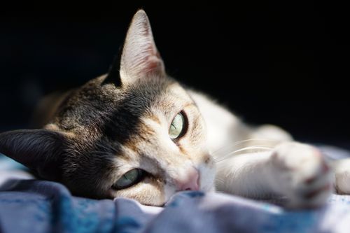 Free Close-up of a relaxed tabby cat lying in soft sunlight with focus on its face. Stock Photo