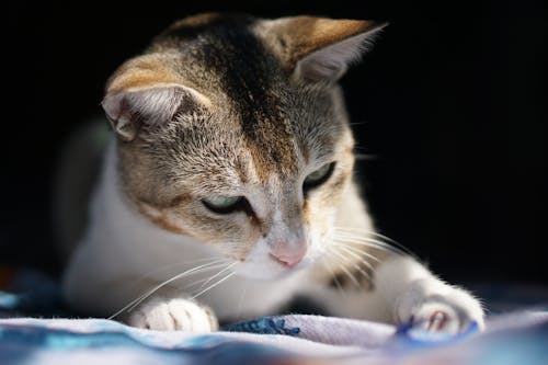 Ücretsiz çok sevimli, ev kedisi, Evcil Hayvan içeren Ücretsiz stok fotoğraf Stok Fotoğraflar