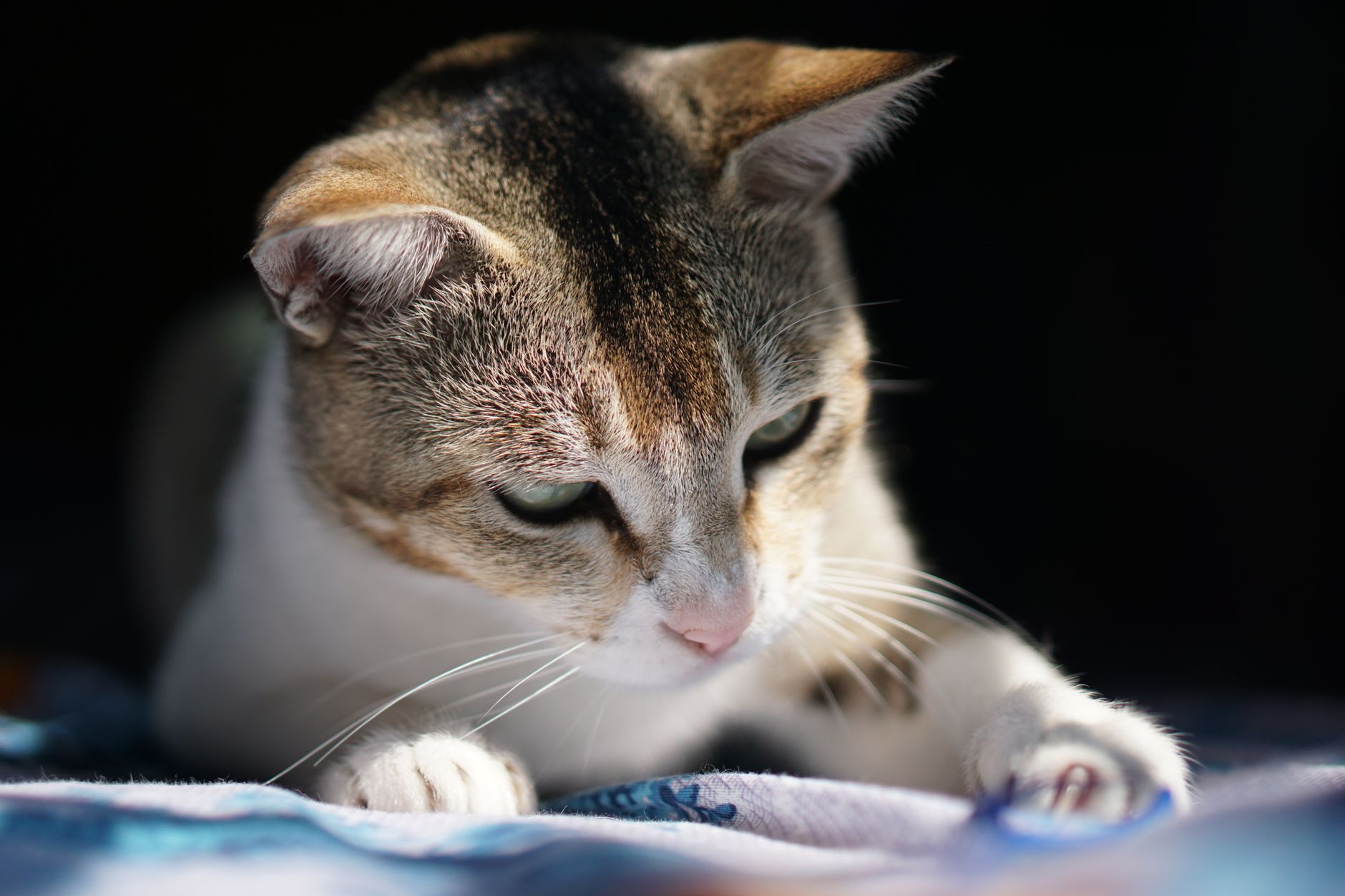 A cat undergoing diagnostic blood testing at a veterinary clinic