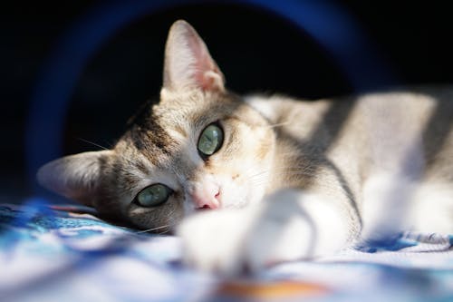 Close-Up Shot of a Tabby Cat Lying Down