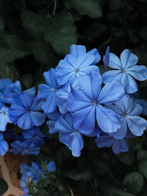 Free Vibrant blue Plumbago flowers in full bloom against dark foliage, captured in Thailand. Stock Photo