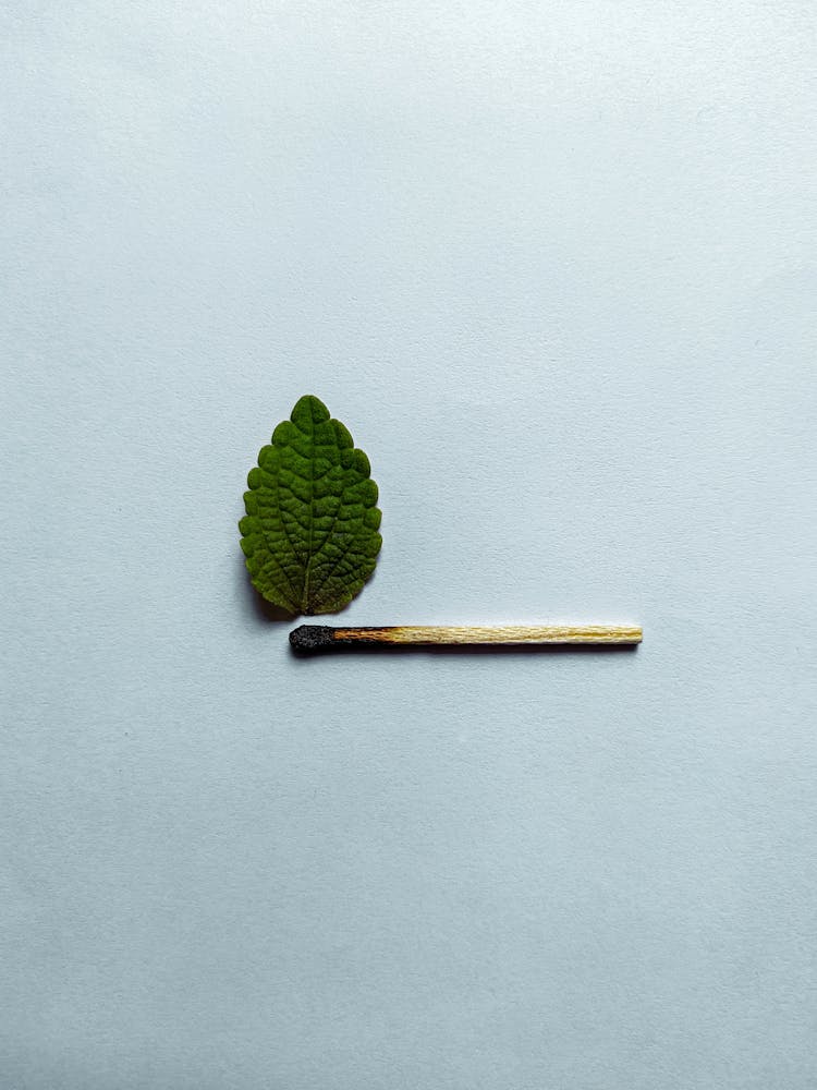 Green Leaf And Burnt Match On White Background