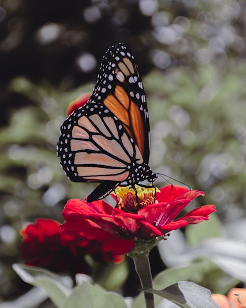 Close-Up Shot of a Monarch Butterfly on a Red Flower