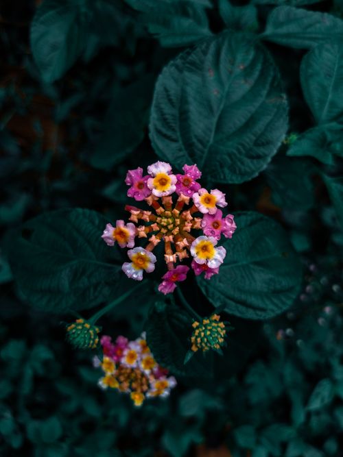 Free From above of delicate pink flowers with gentle petals and round green leaves growing in garden in summer Stock Photo