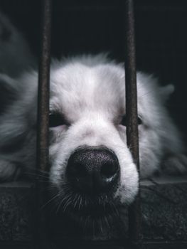 特写镜头中，一只白狗将鼻子压在笼栏上，重点突出了它的皮毛