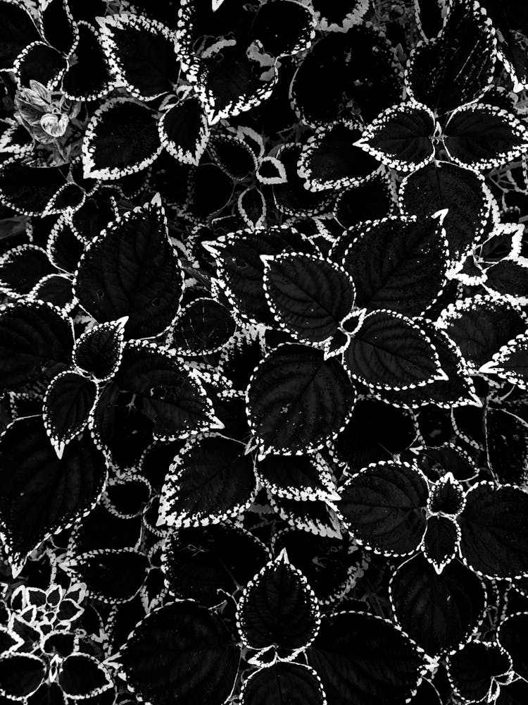 Dark Background Of Black And White Plant