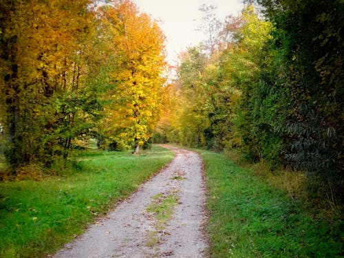 A Path in the Forest