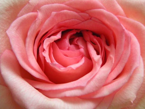 Free stock photo of close-up, flowers, pink roses Stock Photo