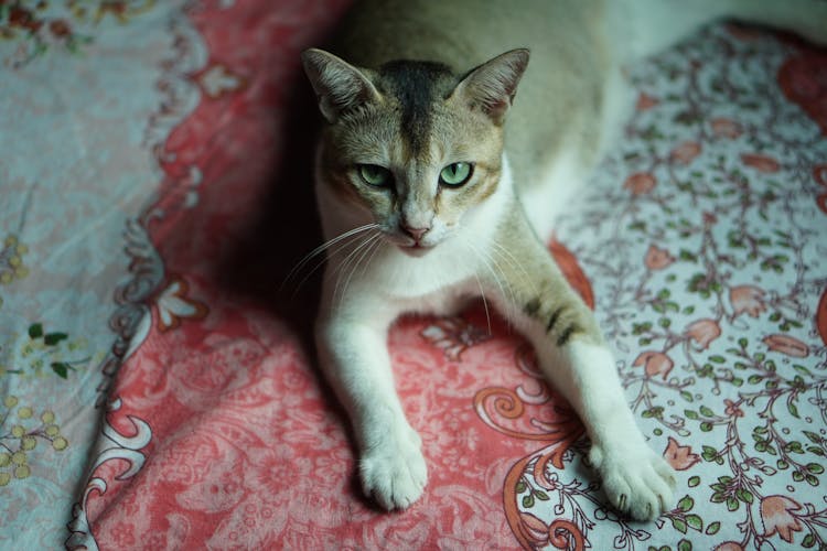 Cat Lying Down On A Tablecloth With Floral Pattern