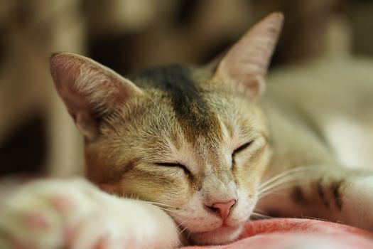 家猫安静地在室内休息，拍出了完美的宠物照片