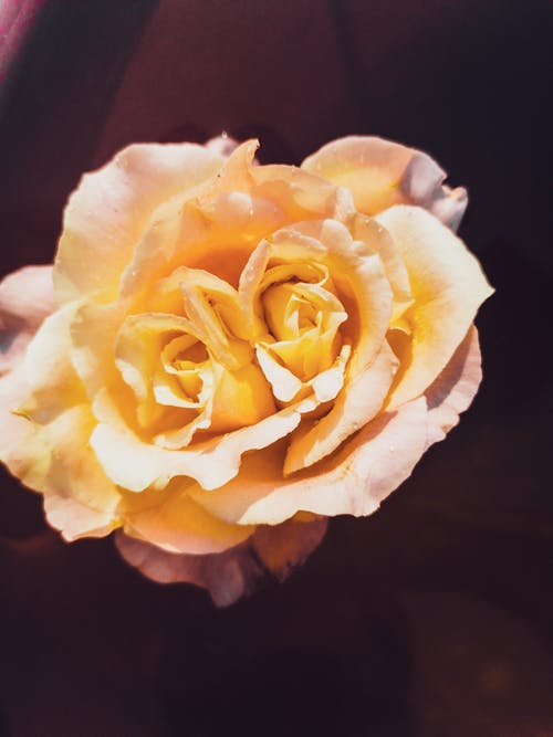 Free stock photo of roses, white flower