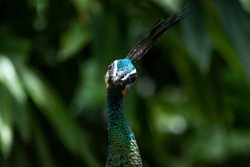 Free Blue Green and Brown Peacock Stock Photo