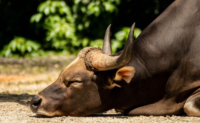Wildlife