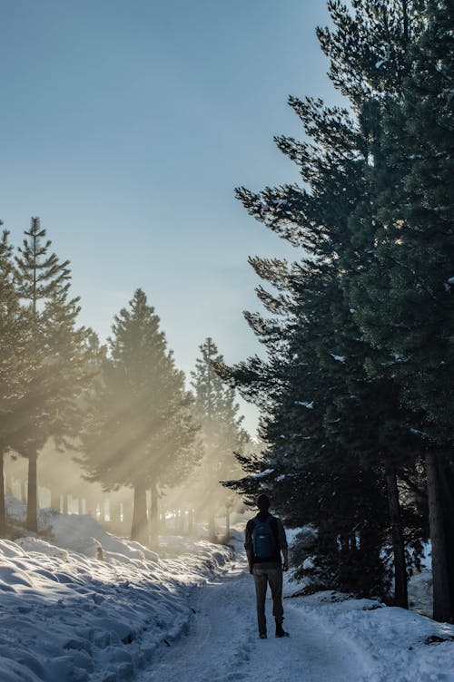 Kostenloses Stock Foto zu bäume, person, schnee