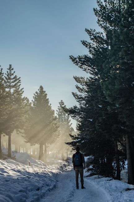 A serene winter scene of a person hiking through a snow-covered forest in Esquel, Argentina.