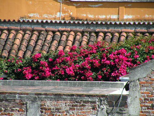 Free stock photo of antigua guatemala, colonial, flowers Stock Photo