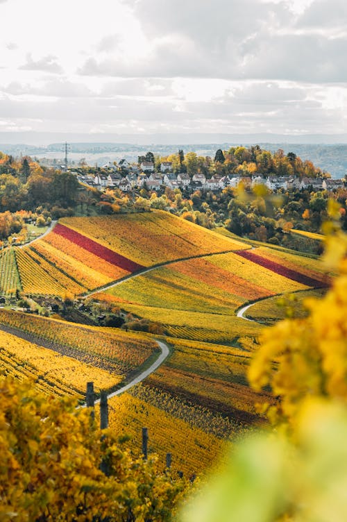 A Colorful Agricultural Field