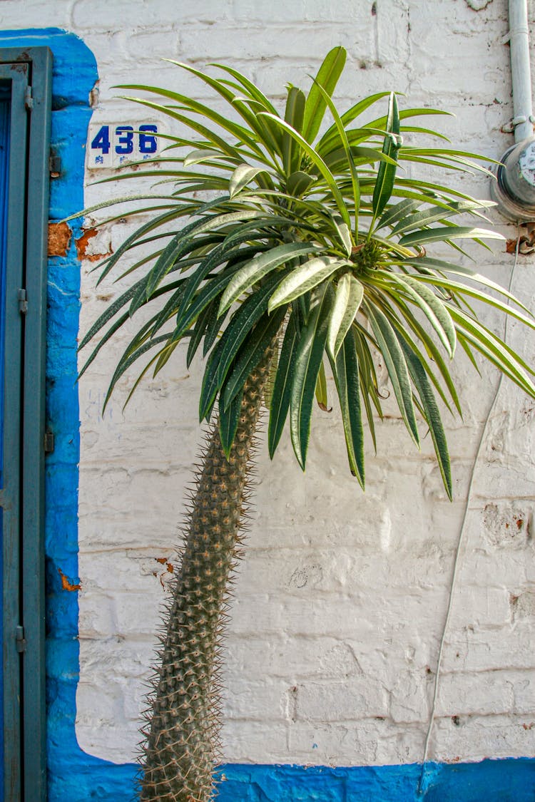 Madagascar Palm Tree