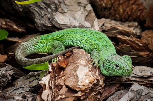 Green Lizard on Brown Wood