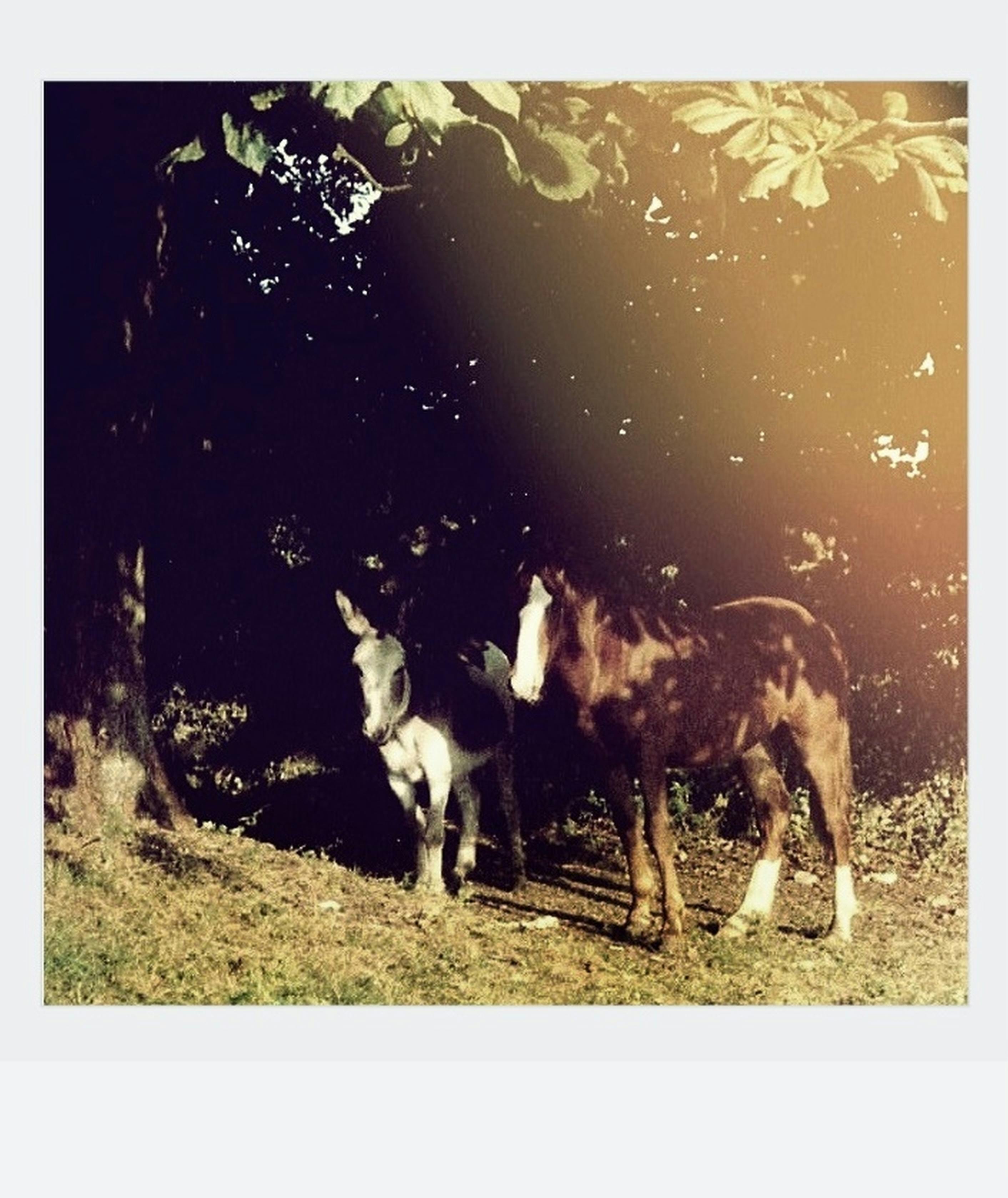 a donkey and horse on green grass under a tree