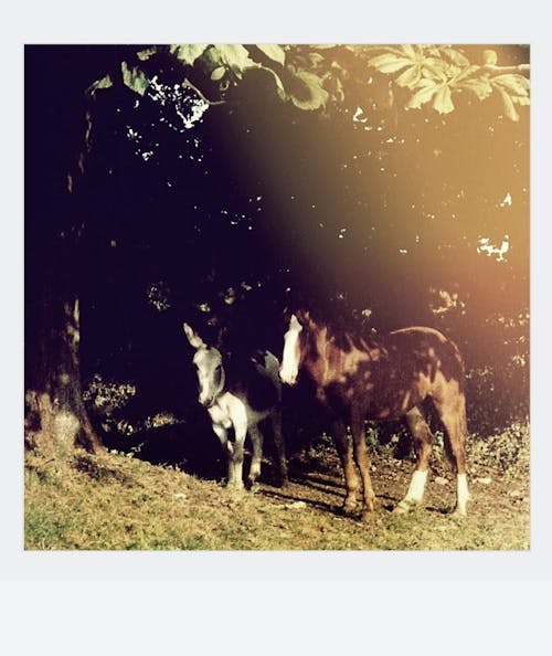 A Donkey And Horse on Green Grass Under A Tree