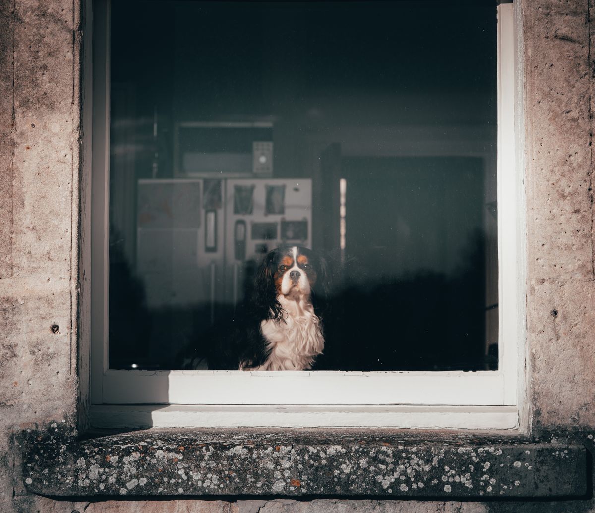 A Cavalier King Charles Spaniel watches outdoors from a bright window while remaining safely inside during heat.