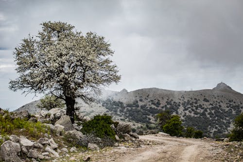 Blooming Tree in Desert Mountain Landscape