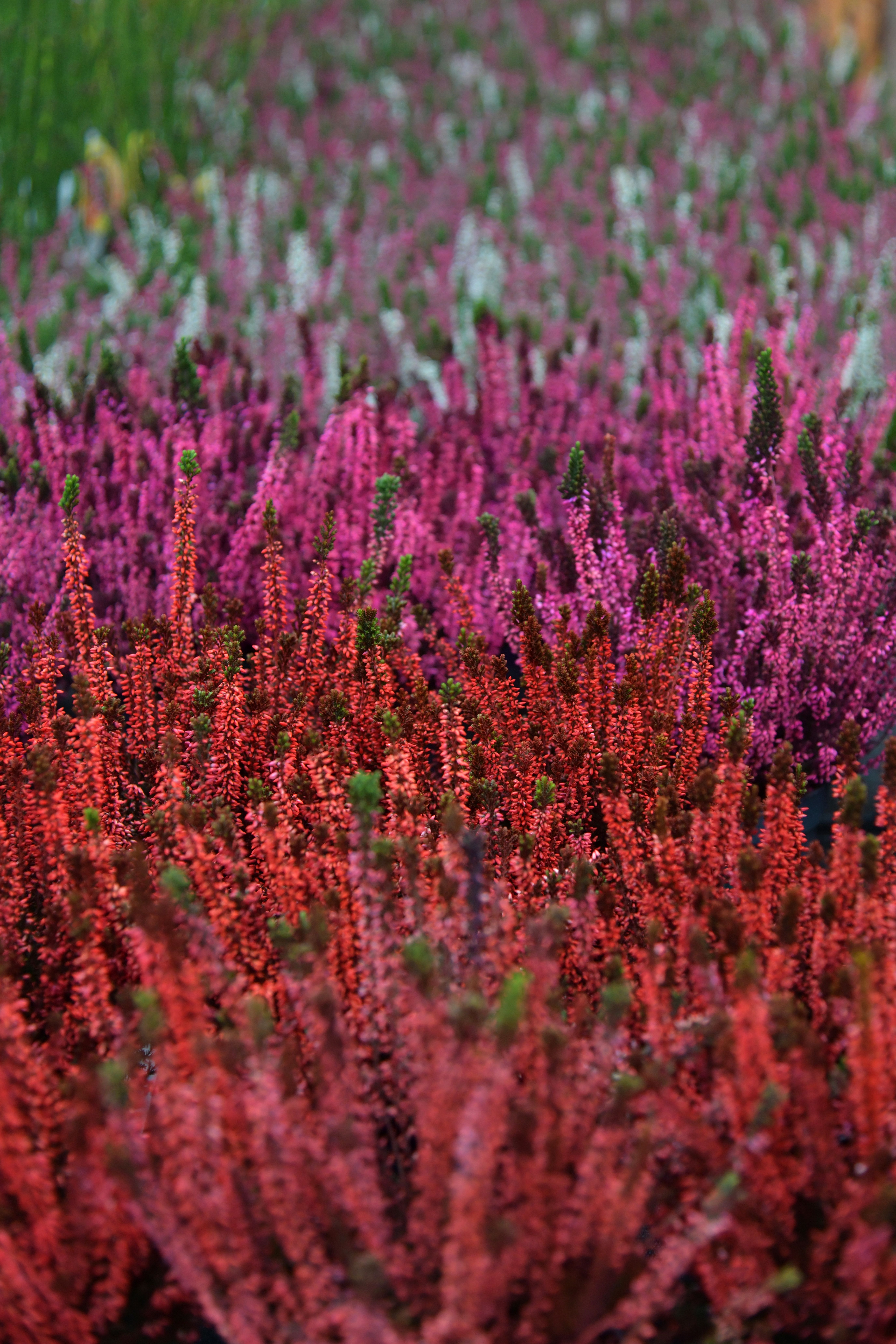 Vibrant heather plants showcasing vivid colors in an outdoor garden.