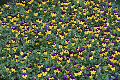 Ücretsiz alan, bitkiler, çiçeklenmek içeren Ücretsiz stok fotoğraf Stok Fotoğraflar