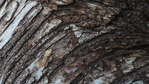 Ücretsiz ağaç kabuğu, Desen, doku içeren Ücretsiz stok fotoğraf Stok Fotoğraflar