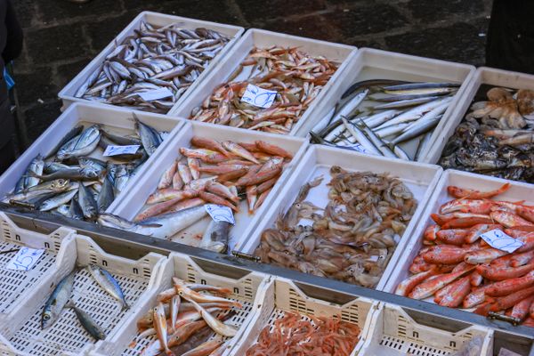 Fresh fish market