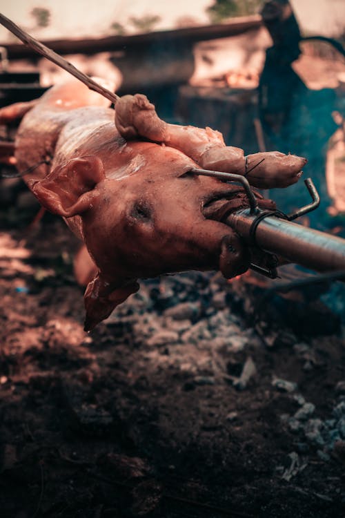 Free A Pig Being Grilled Stock Photo
