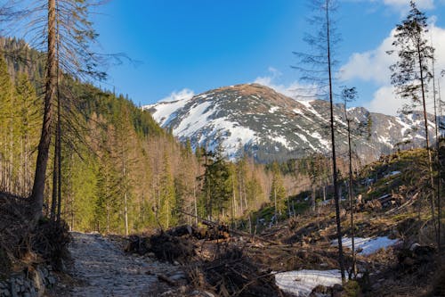 Green Trees Near Snow Covered Mountain