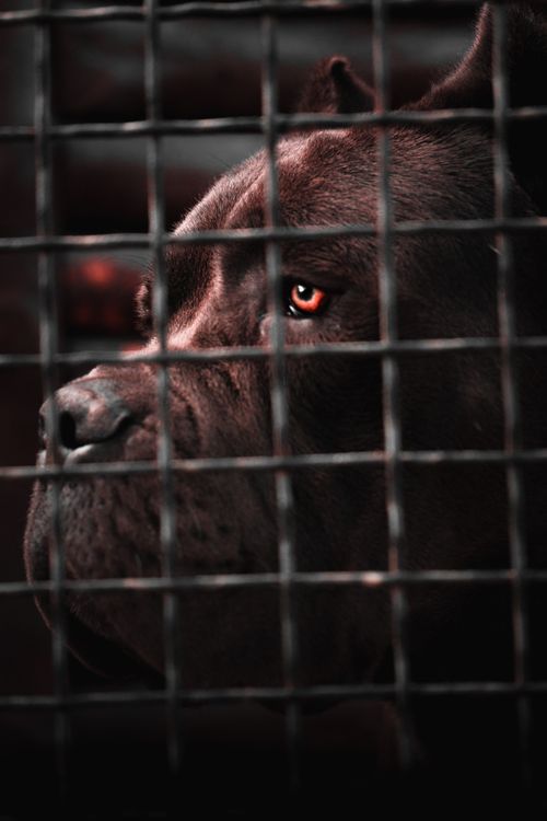 Free Dramatic close-up of a Cane Corso's face behind a cage, highlighting its intense gaze. Stock Photo