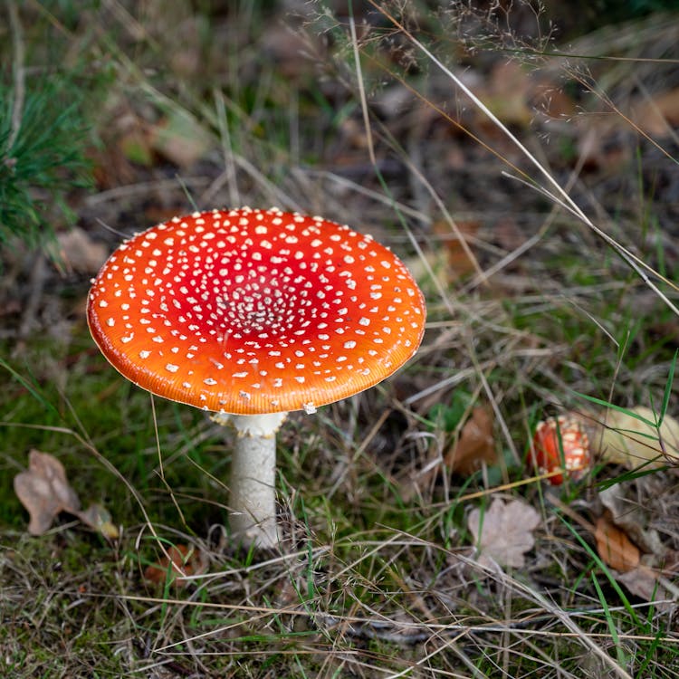 A Red And White Amanita Mushroom 