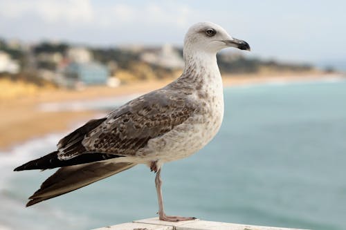 Free  White and Gray Beautiful Caspian Gull Bird Stock Photo
