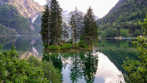 Island of Trees on Lake in the Green Forest