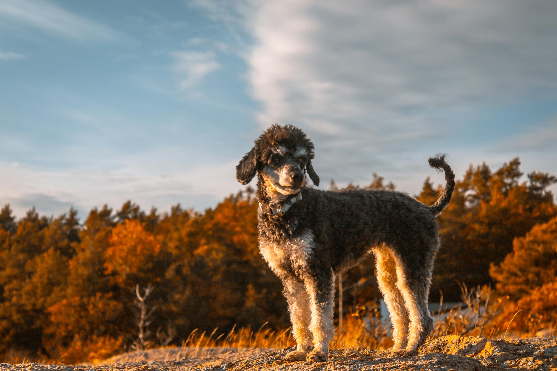 A Black and White Poodle