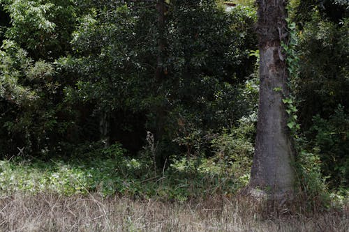 Foto d'estoc gratuïta de arbre, cobert de vegetació, natura