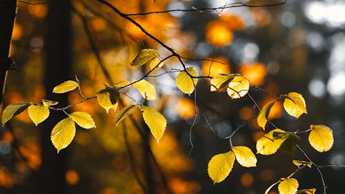 Close up Shot of Leaves